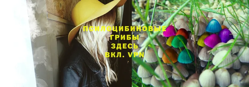 Псилоцибиновые грибы MAGIC MUSHROOMS  где можно купить   Кашира 